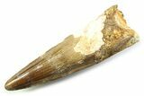 Fossil Spinosaurus Tooth - Real Fossil Tooth #357688-1